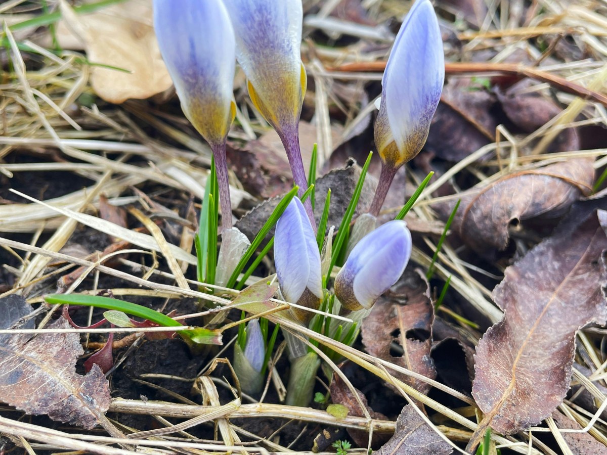 Mid-March in The Potting&nbsp;Shed