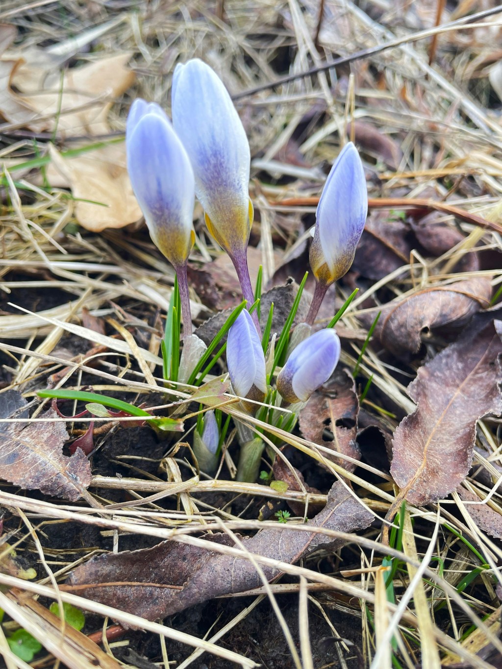 Mid-March in The Potting Shed