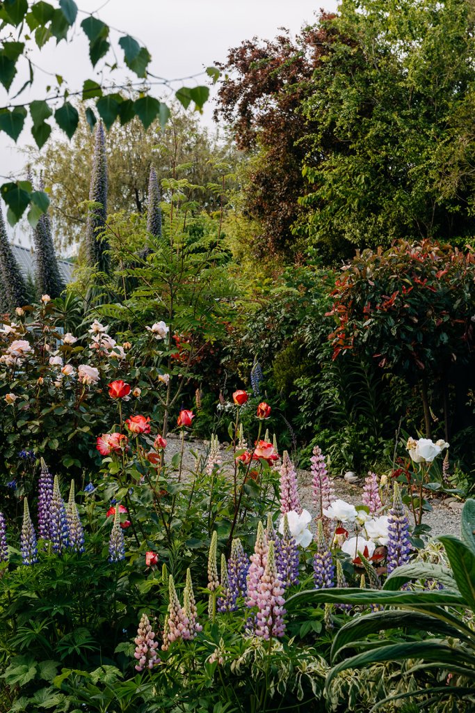 A vibrant garden scene featuring an array of colorful flowers including red roses, white blooms, and purple and pink lupines, surrounded by lush green foliage and trees.