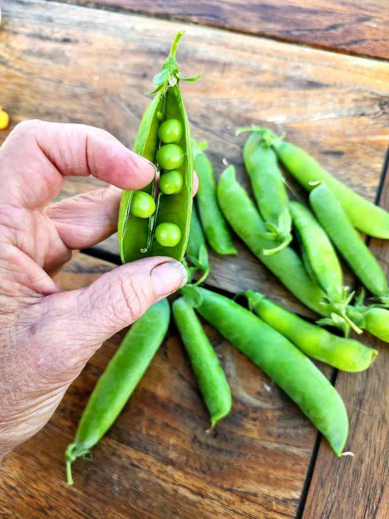A bunch of peas on a table and one open pod to show the peas inside.