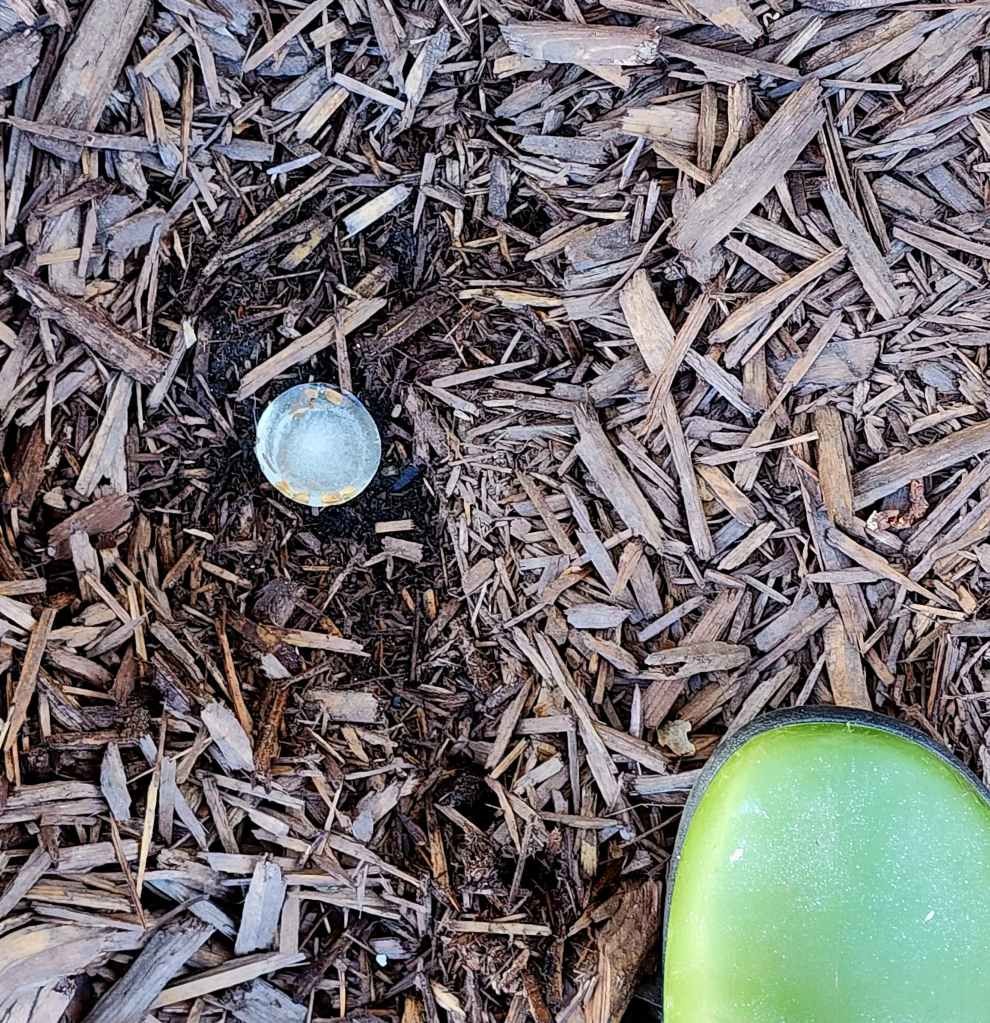 An ice cube with coneflower seeds is heeled into the mulch.