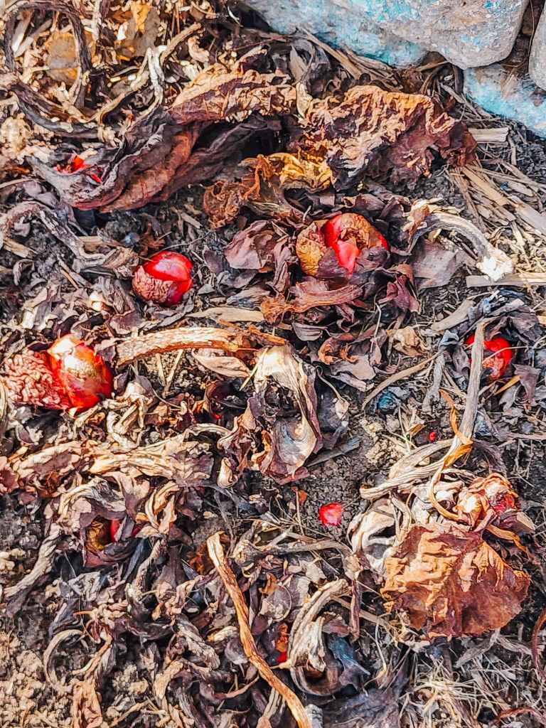 Rhubarb is starting to wake up in spring. 