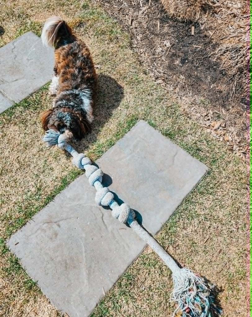 A small dog pulling a very large piece of rope with knots tied in it. 
