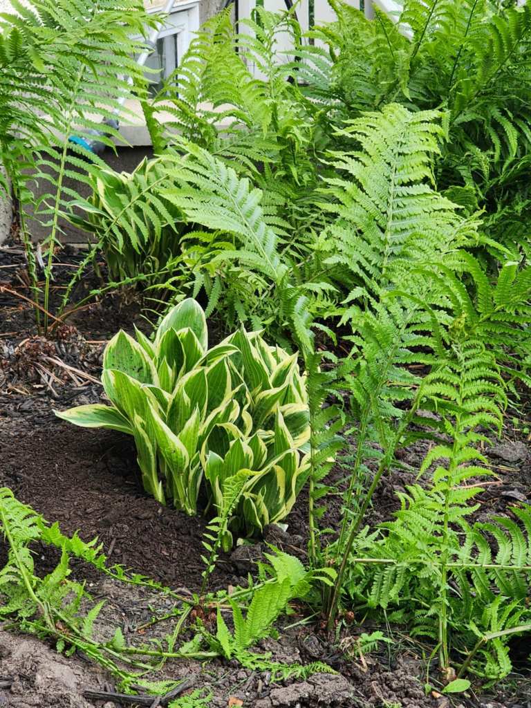A shade garden with hostas and ferns. 