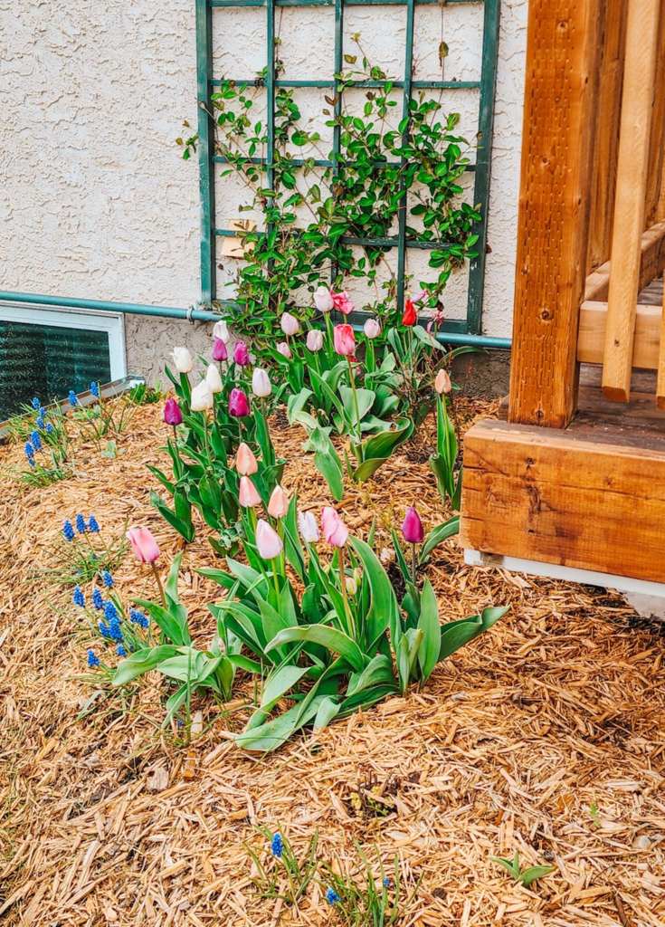 A garden with pink and purple tulips, grape hyacinths, on a bed of mulch.