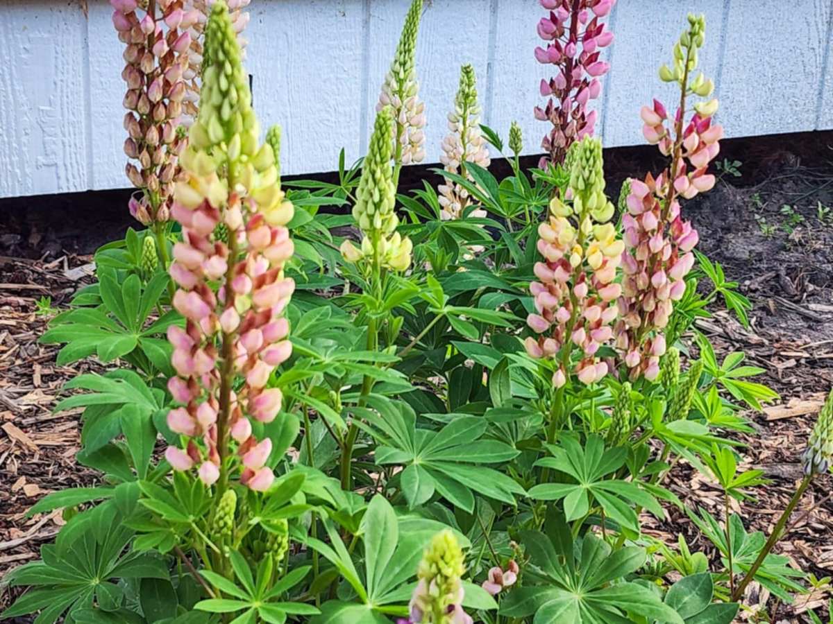 Sunday Potager (Food Garden) Ramblings&nbsp;#81
