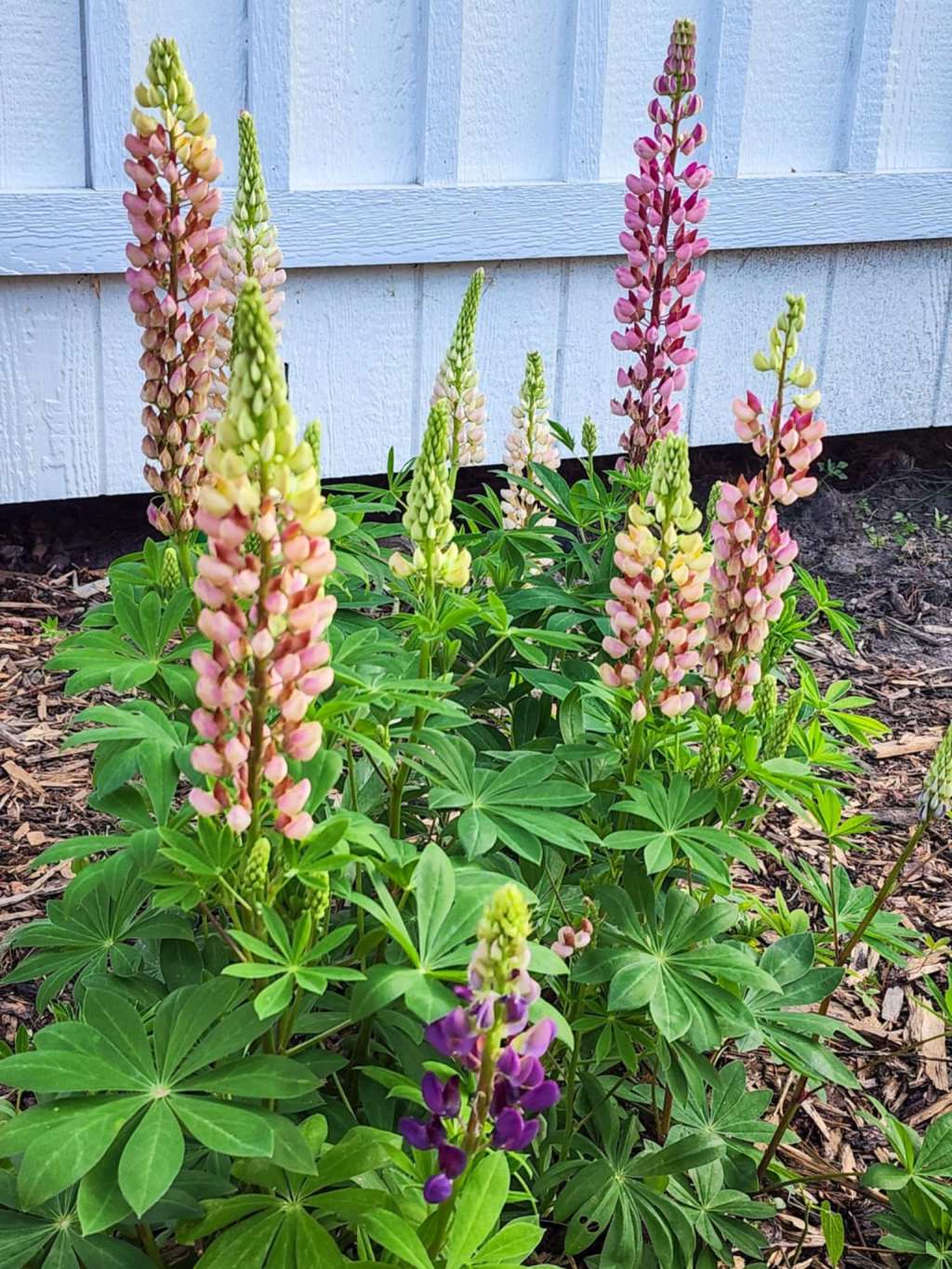 Sunday Potager (Food Garden) Ramblings&nbsp;#81