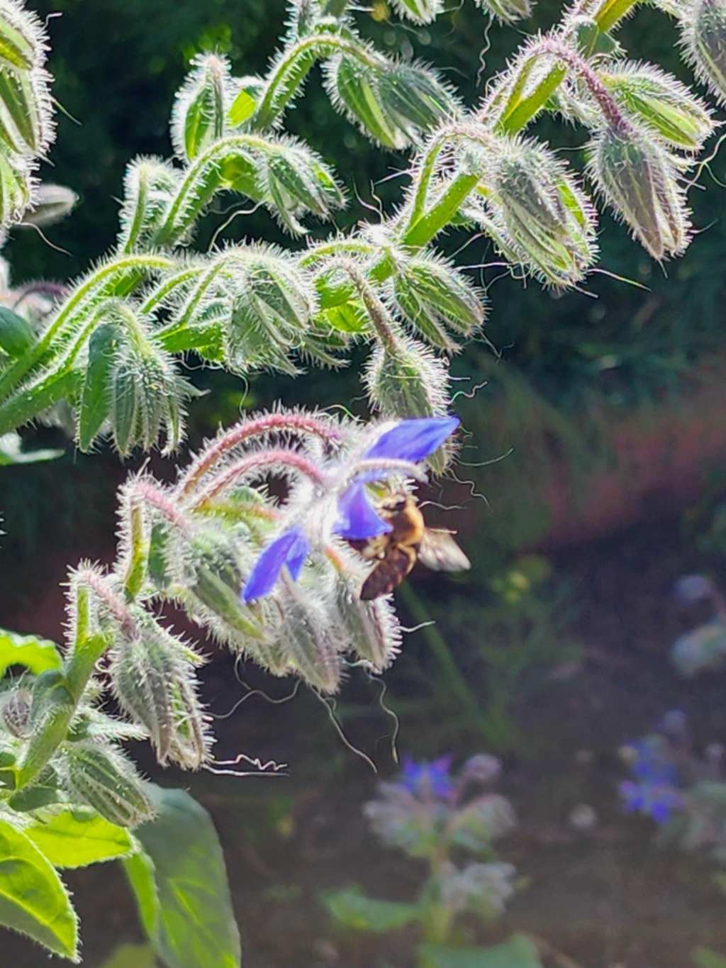 Sunday Potager (Food Garden) Ramblings&nbsp;#80