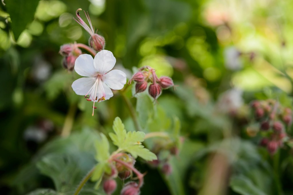 A pretty white perennial geranium. 