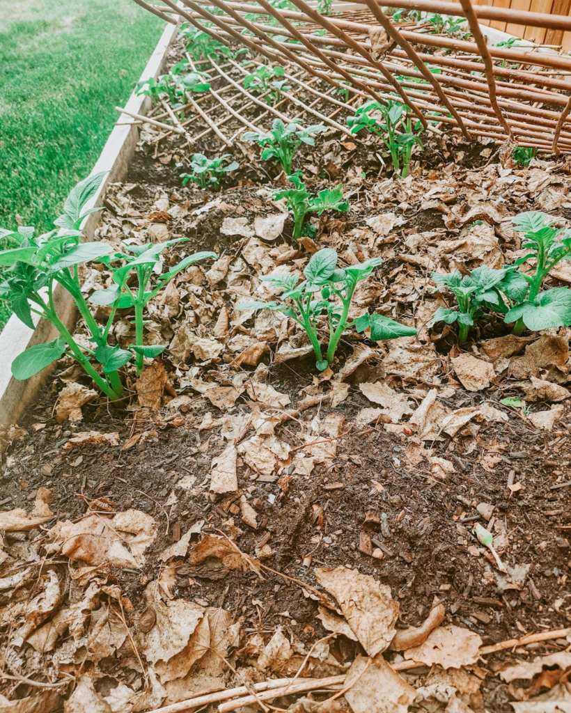 Potatoes growing in a raised bed, with trellising used to keep the cats out. 