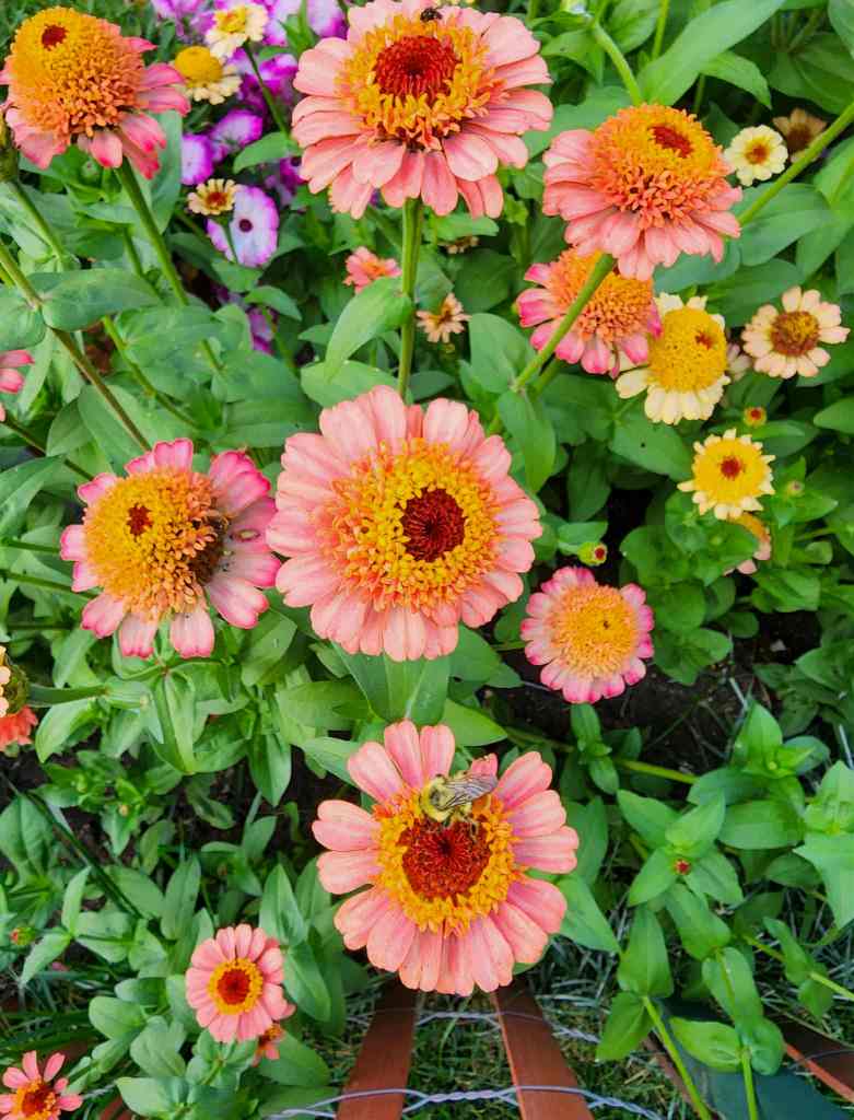 A bee sitting on a peachy pink hued cupcake zinnia. 