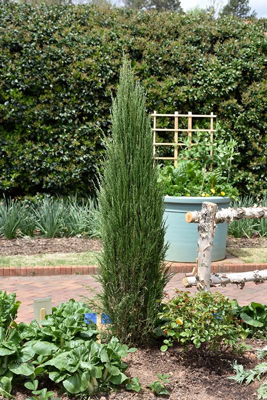 A Pencil Point Juniper in a garden bed, beside a rustic birchwood fence and a blue tub of growing greens. 
