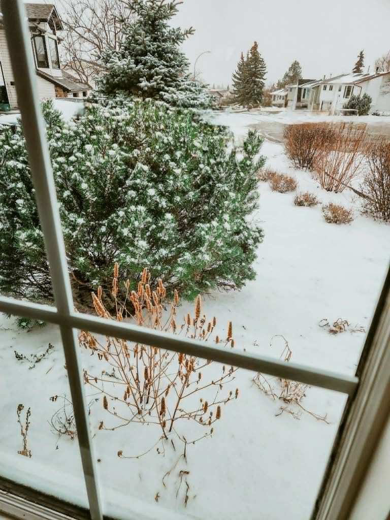 A dwarf pine and some leafless shrubs in a bed of snow. 