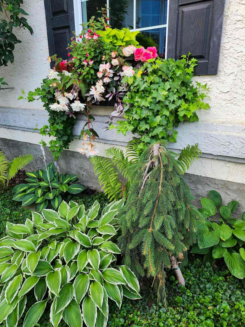 Top 5 Small Evergreen Trees For Backyard Privacy  – Zone&nbsp;3