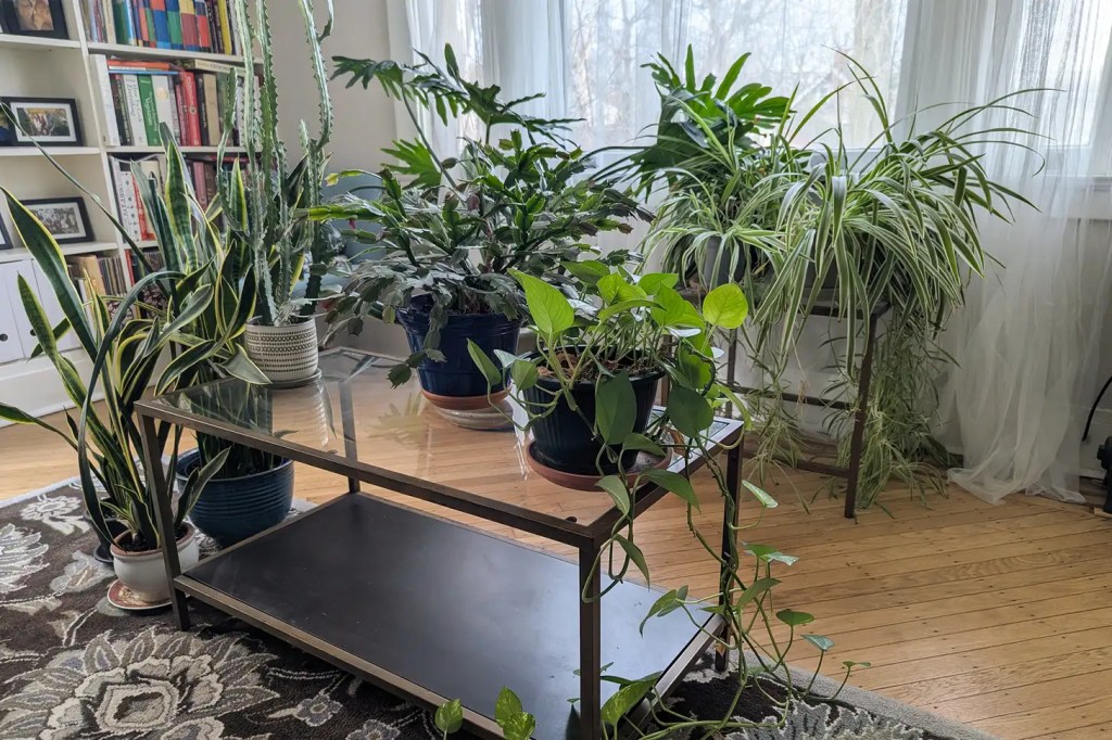 A living room with snake plants, pothos, spider plants... Tables covered in all sort of indoor tropical plants.