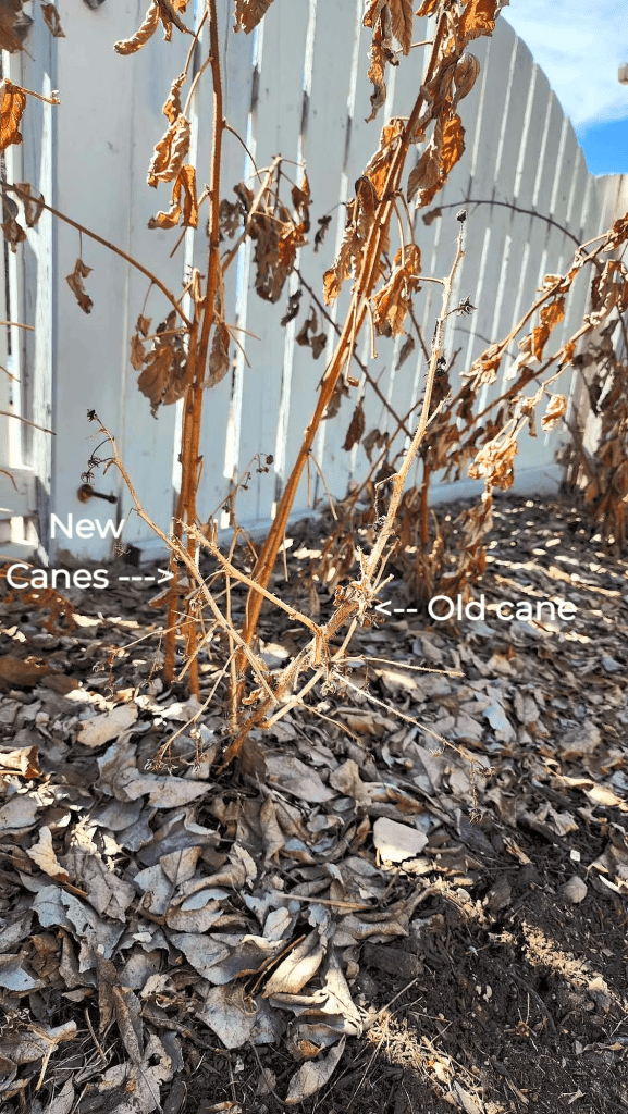 Raspberry canes in the spring garden, before pruning. 