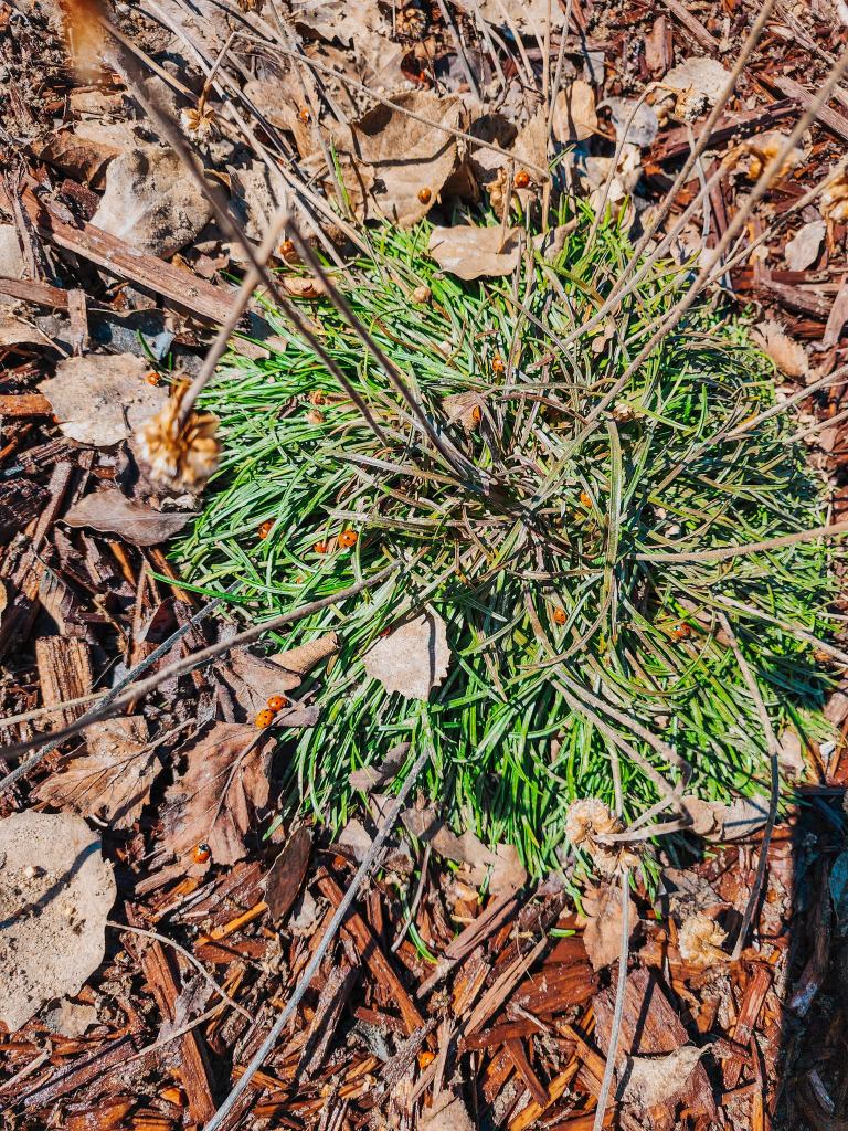 Ladybugs crawling all over a clump of Sea Thrift.