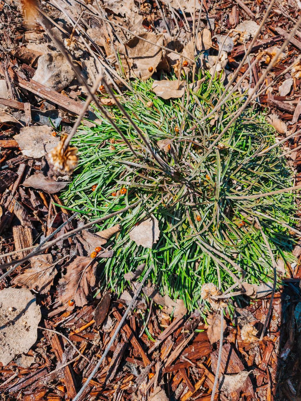 Sunday Potager (food garden) Ramblings&nbsp;#79