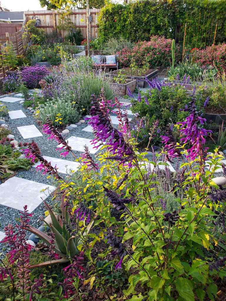Salvia in foreground of a lovely garden with raised beds and pathways set in gravel. 