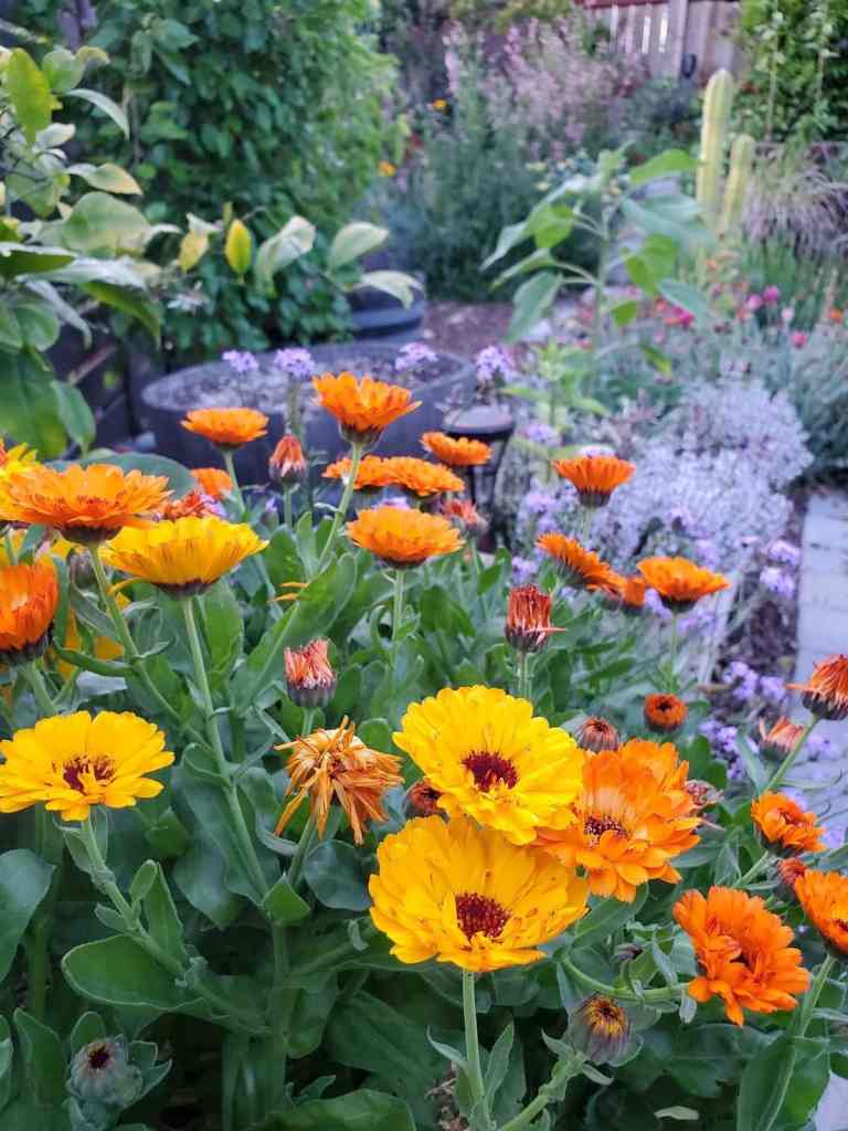 Orange, pretty calendula growing in a garden. 