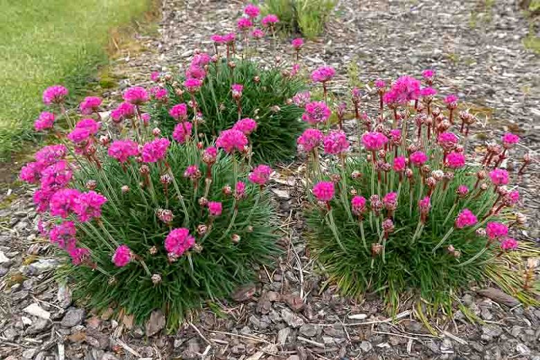 3 clumps of Sea Thrift in a bed of mulch.