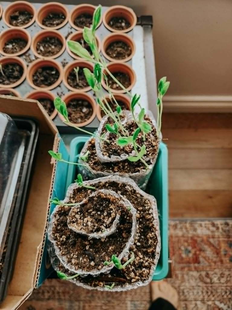 Two seed snails of sweet peas, one is germinating faster than the other. 