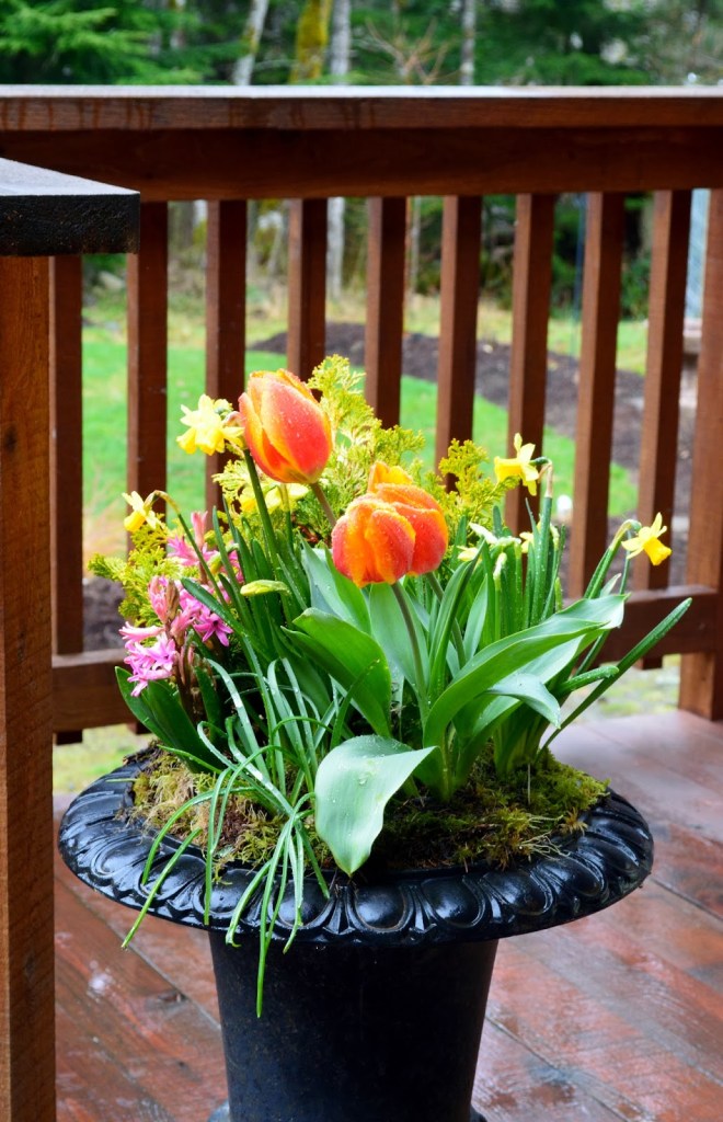 A cast iron flower pot with tulips, daffodils, hyacinths and some yellow ferns. Moss covers the soil.