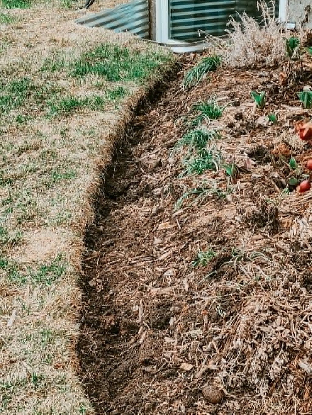A lawn with a deep V edge to keep the grass from getting into the garden bed. 