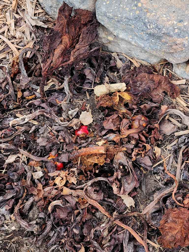 Rhubarb emerging from the garden in spring.