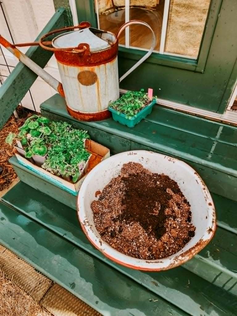 A rusty galvanized watering can, some green plants in a box, and an enamel bowl of potting soil with some compost on top. 