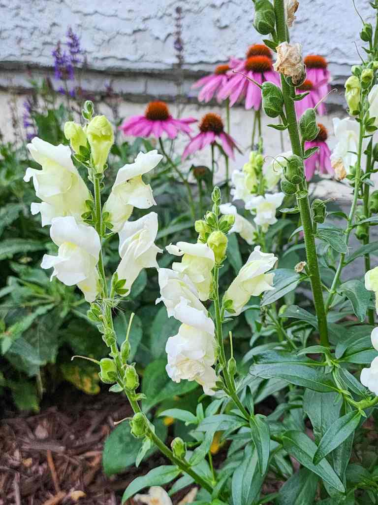 White snapdragons with purple coneflowers in the background. 