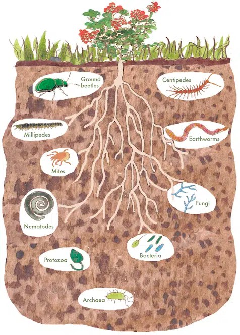 The soil food web. 