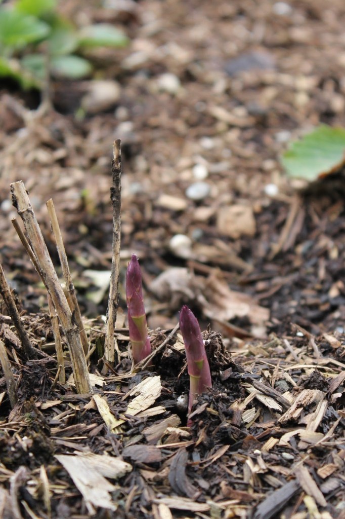 Two purple asparagus spears pushing through the spring soil. 