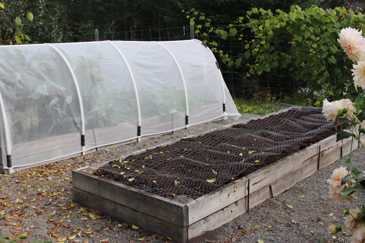 A raised garden bed with dark soil, covered with chicken wire to keep cats from pooping in the bed. Also, a raised bed covered with insect netting to keep pests away from fall veggies.