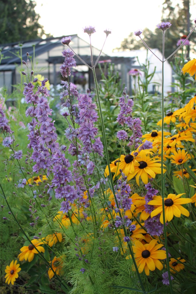 Earl grey Larkspur and bright yellow black-eyed Susans.