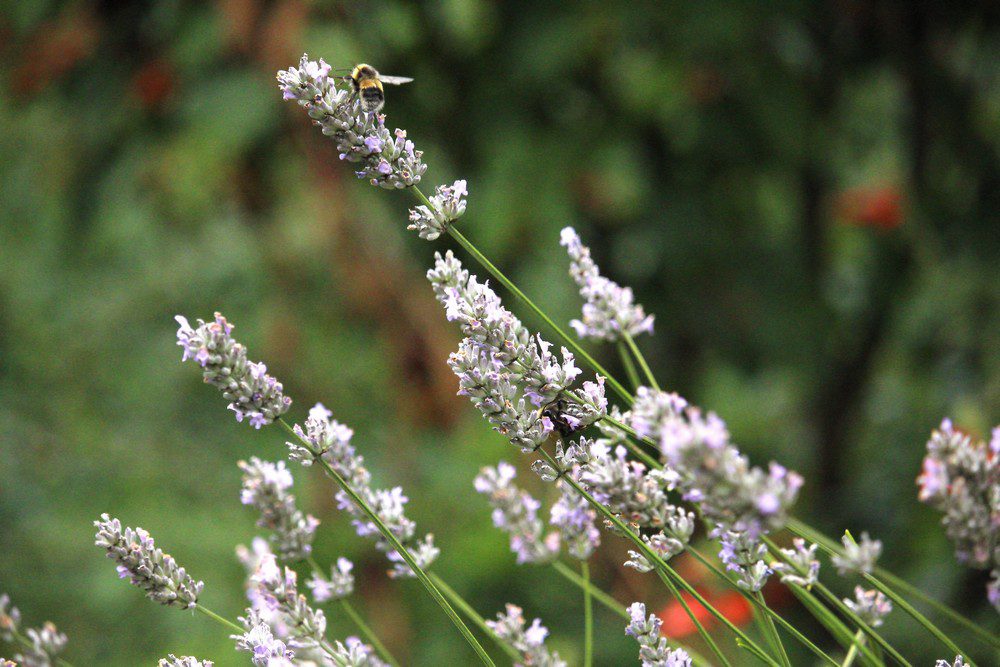 A bee sitting on a sprig of lavender. 
