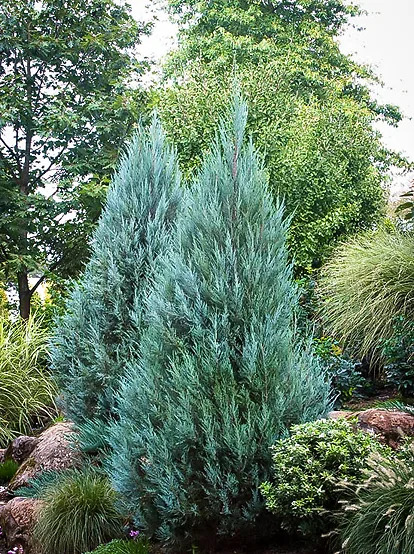 Two Moonglow Junipers in a garden bed with grasses and other green shrubs. 