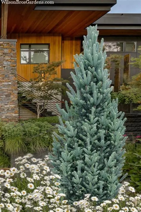Colorado Blue Spruce Fastigiata growing in front of a mid-centurThisy wooden house, in a sea of daisies. 