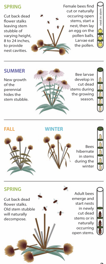 A drawing of how bees sleep inside flower stalks in winter. 