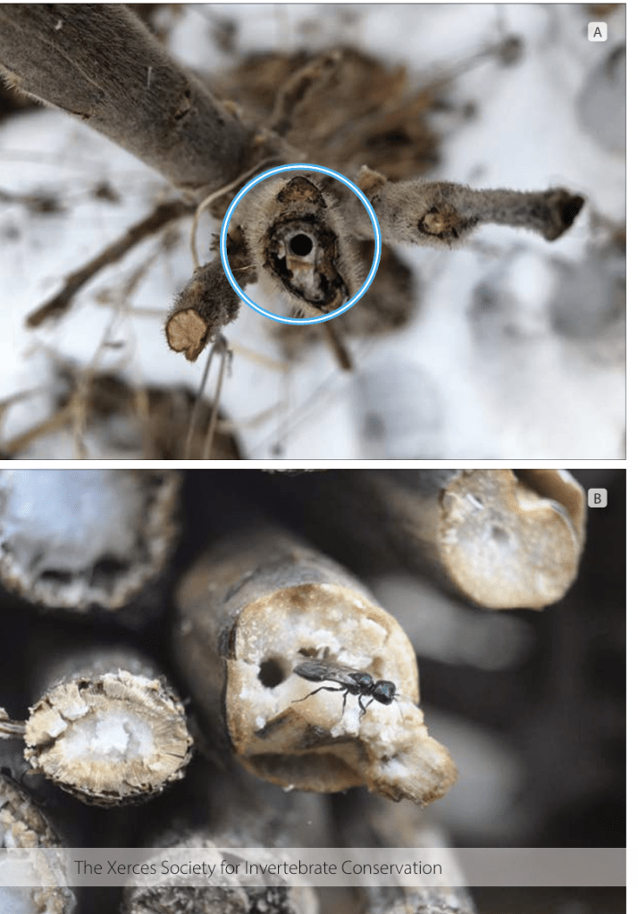 A parasitic wasp emerging from a flower stalk in spring. 