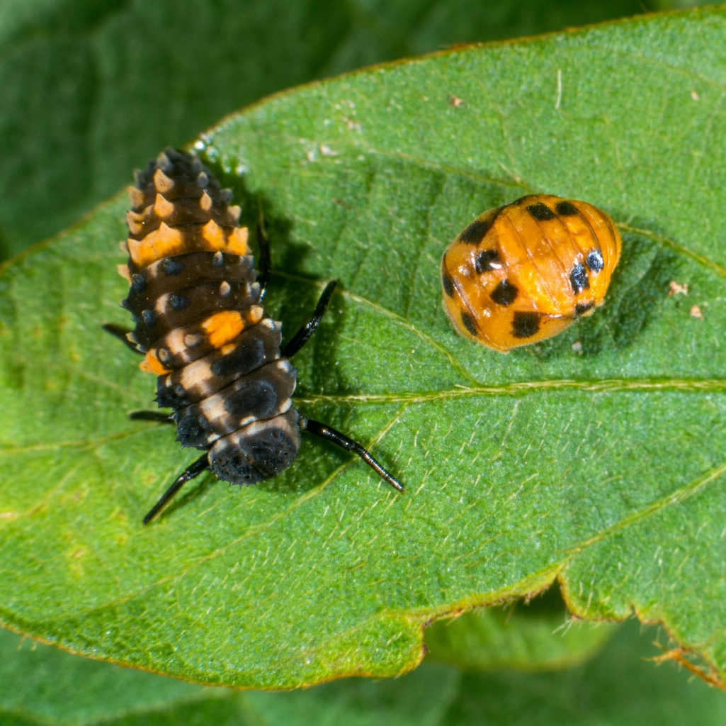 Ladybug larvae and pupae. 