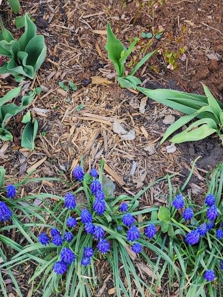 Bright blue grape hyacinths growing in a garden with mulch and tulips. 