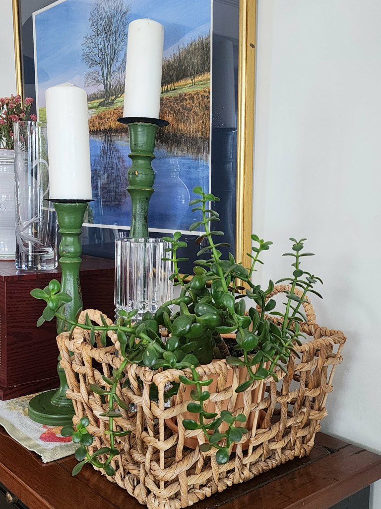 A wonky looking jade plant. 