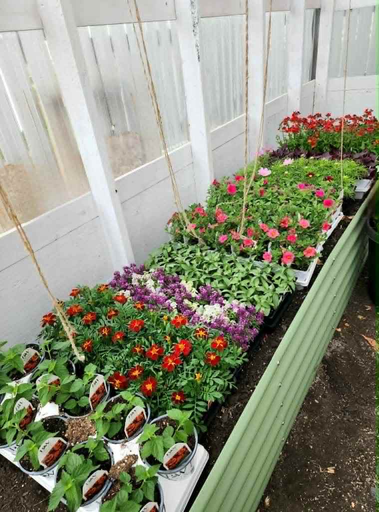 Bedding out plants in a greenhouse. 