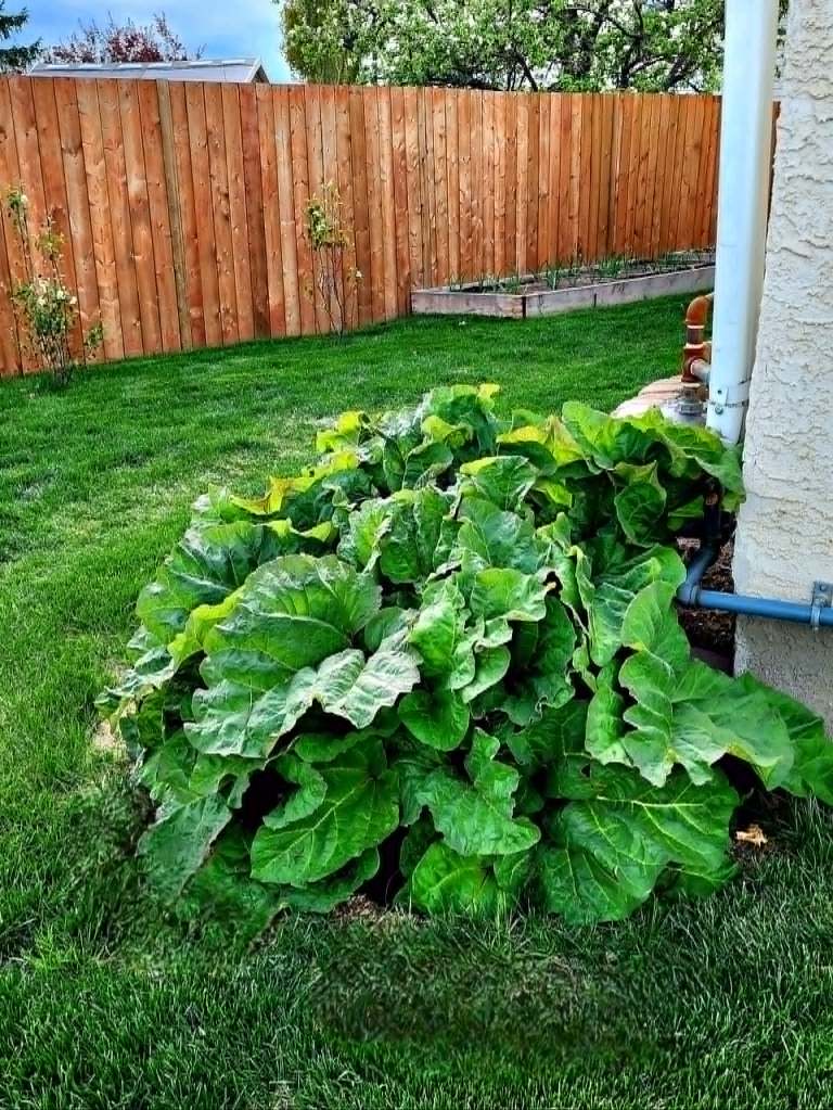 A very large rhubarb plant growing at the corner of a house. Green grass, some small shrubs, and a raised wooden bed in the background.