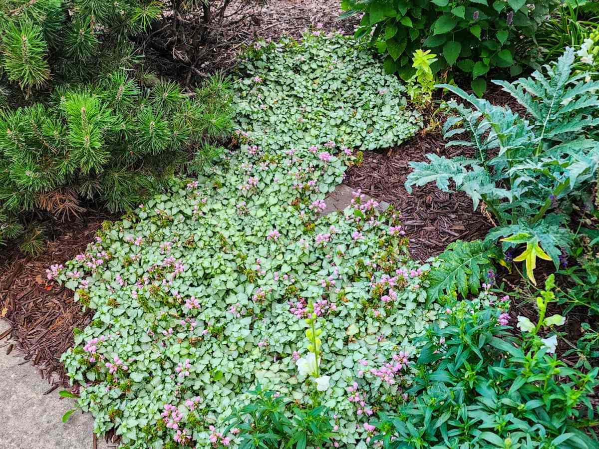 Sunday Potager (Food Garden) Ramblings #85 (Planting tips, painting, spreading&nbsp;plants)