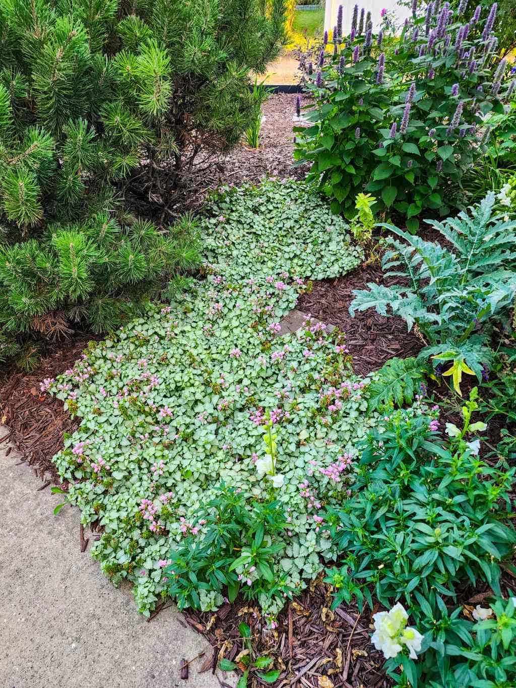 Sunday Potager (Food Garden) Ramblings #85 (Planting tips, painting, spreading&nbsp;plants)