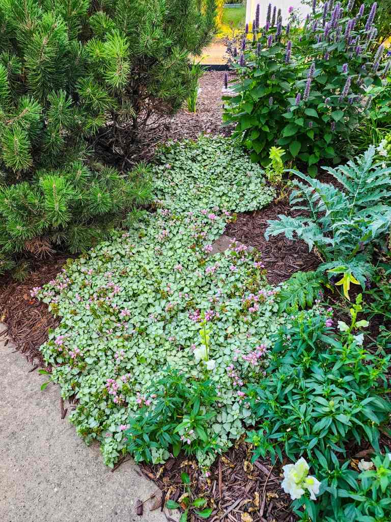Lamium spreading between shrubs and perennials. 