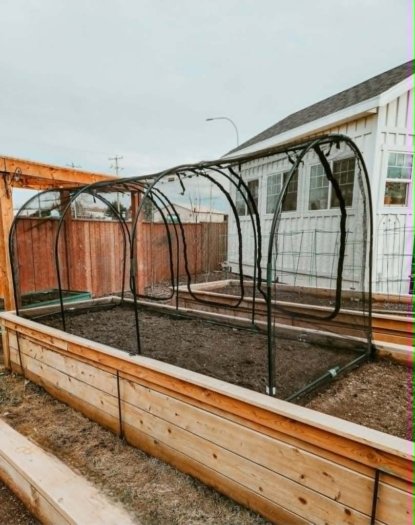 Crop cage in a wooden raised bed, to keep out onion maggot flies. 