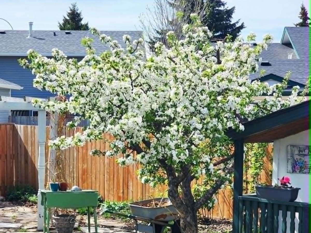 A Dry & Cool Spring – End Of May In The&nbsp;Potager